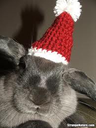 Does this hat make my ears look fat?