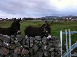 irishdonkeys