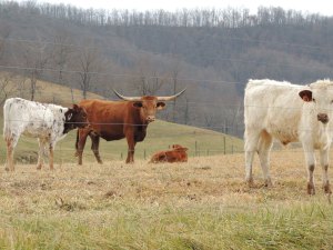 The cows watch my approach.