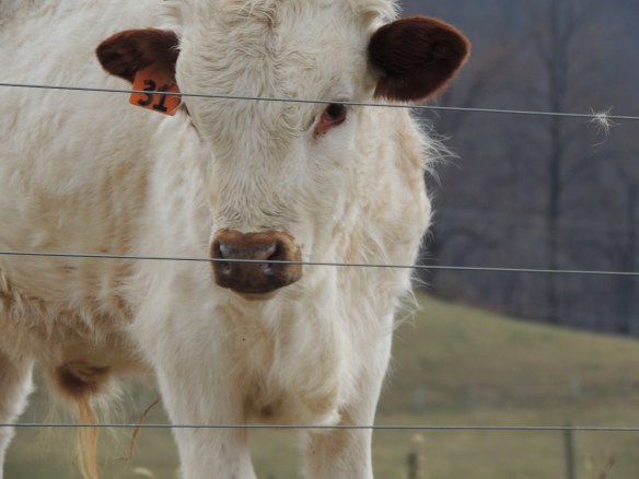 The cute, camera-ready cow poses for his blog pictures.