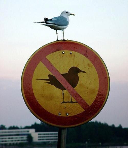 rebel bird