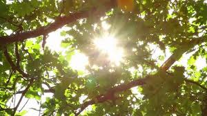 sunlighttrees