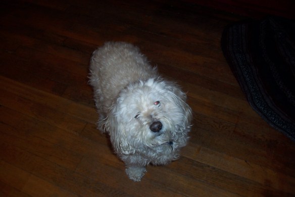 His "can we go out?" face