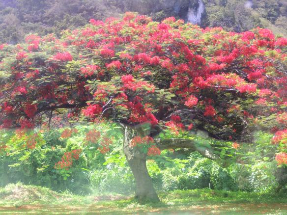 July Tree on St. Kitts