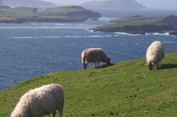 Sheep on the edge of Valentia Island