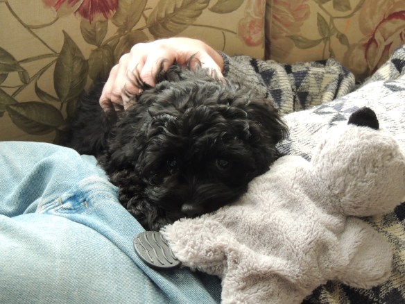 Finnegan surrenders to the comforts of a warm couch and a nap.