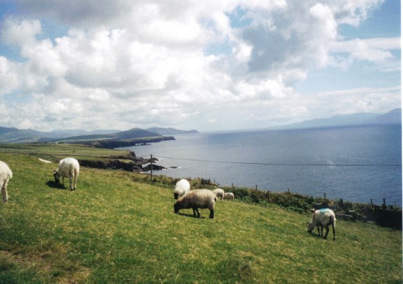 The Grazing Sheep of Dingle