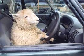 driving sheep