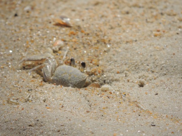 "That's it....back to bed, my nice little hole in the ground."