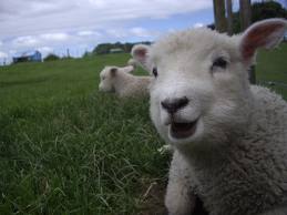 happysheep