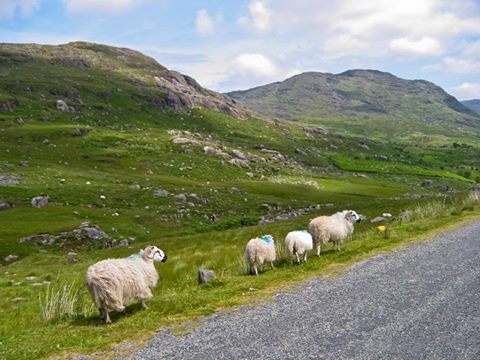 sheep county cork