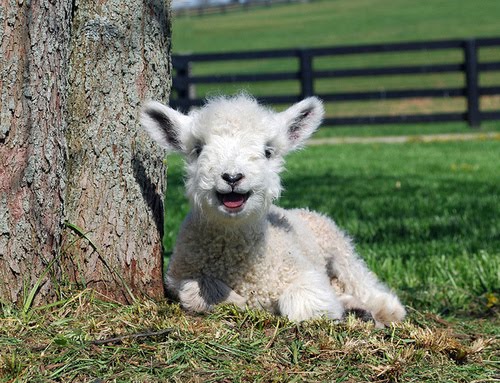 smilingsheep