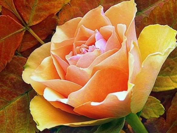 Autumn-Rose.jpg
