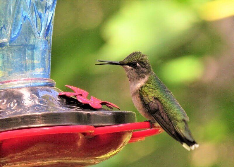 hummingbird
